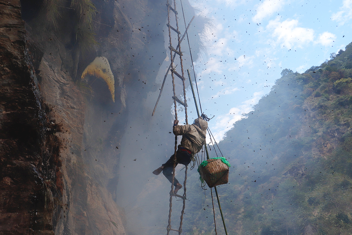 man on a rope ladder to a mountain with honey hive hunting honey